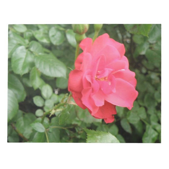 Bloco de notas Rosa selvagem (Frente)