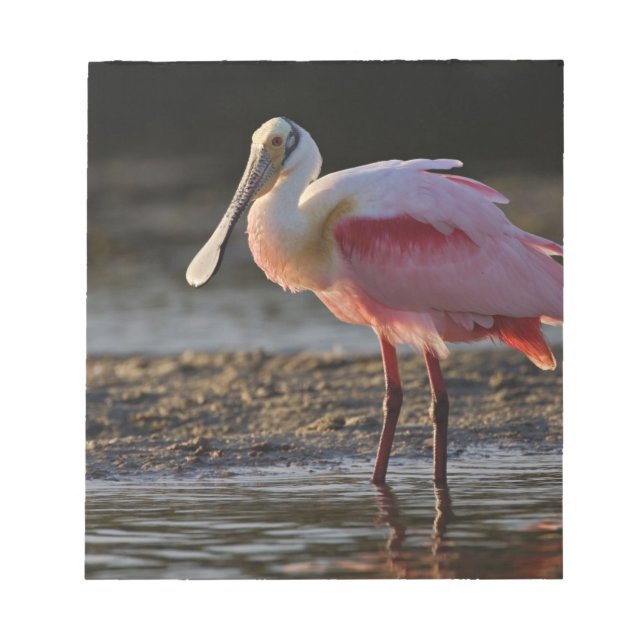 Bloco De Notas Roseate Spoonbill, Ajaia ajaja, Querido Ding (Frente)