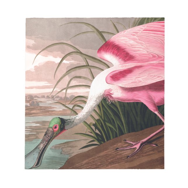 Bloco De Notas Roseate Spoonbill Audubon Bird Willife (Frente)