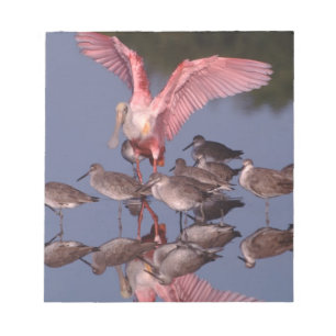 Bloco De Notas Roseate Spoonbill com Willets em água rasa