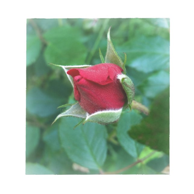 Bloco De Notas rosebuda vermelha (Frente)