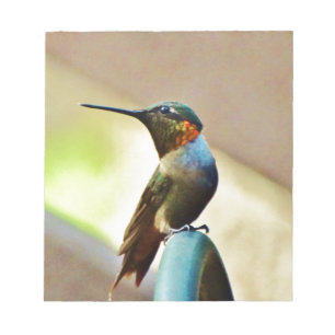 Bloco De Notas Ruby e pequeno beija-flor-verde