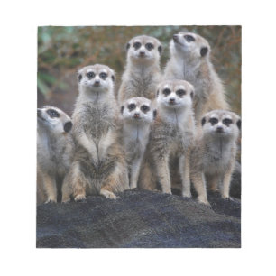 Bloco De Notas Safari animal África Suricate bonito de Meerkat