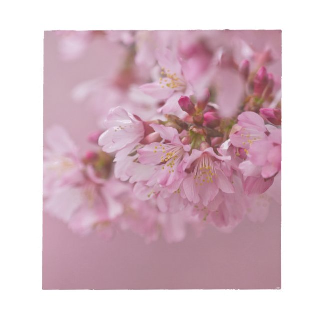 Bloco De Notas Sakura Flores de Cerejeira Rosa Pálido Reflexos (Frente)