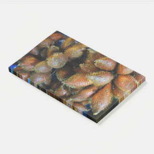 Bloco De Notas Salak [Fruta Cobra]