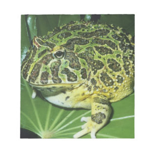 Bloco De Notas Sapo Cornudo Ornado, (Ceratophrys ornata),