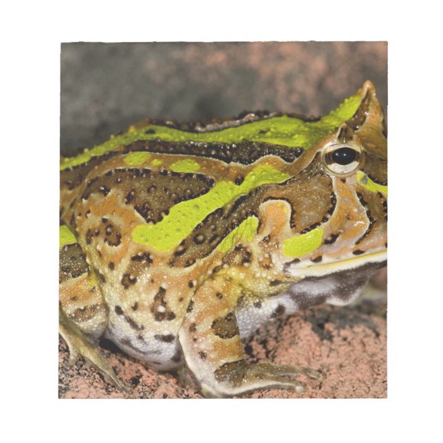 Bloco De Notas Sapo-de-chifres-do-Brasil, Ceratophrys cornuta, Na (Frente)