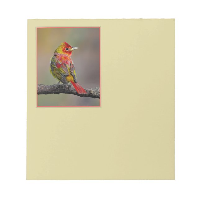 Bloco De Notas Scarlet Tanager Molting - Fotografia original (Frente)