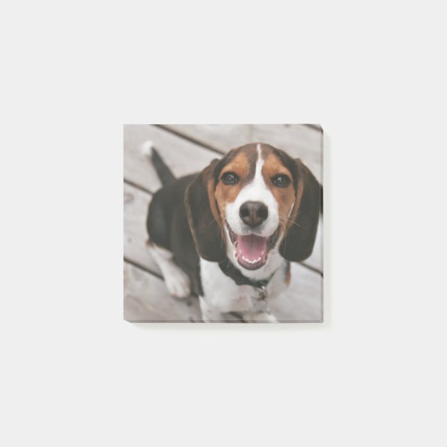Bloco De Notas Sessão de beagle_puppy (Frente)