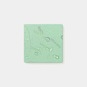Bloco De Notas Slide do Laboratório de Microscópio de Levedura da