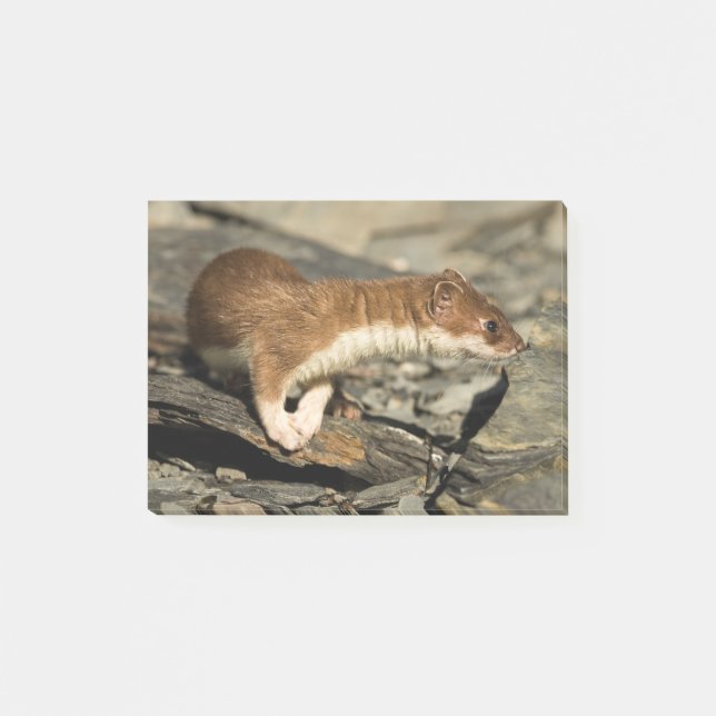 Bloco De Notas Sniffing Weasel (Frente)