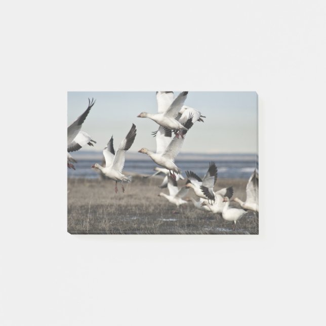 Bloco De Notas Snow Geese Voadora (Frente)