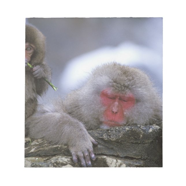 Bloco De Notas Snow Monkey Madre & Child, Jigokudani, Nagano, (Frente)
