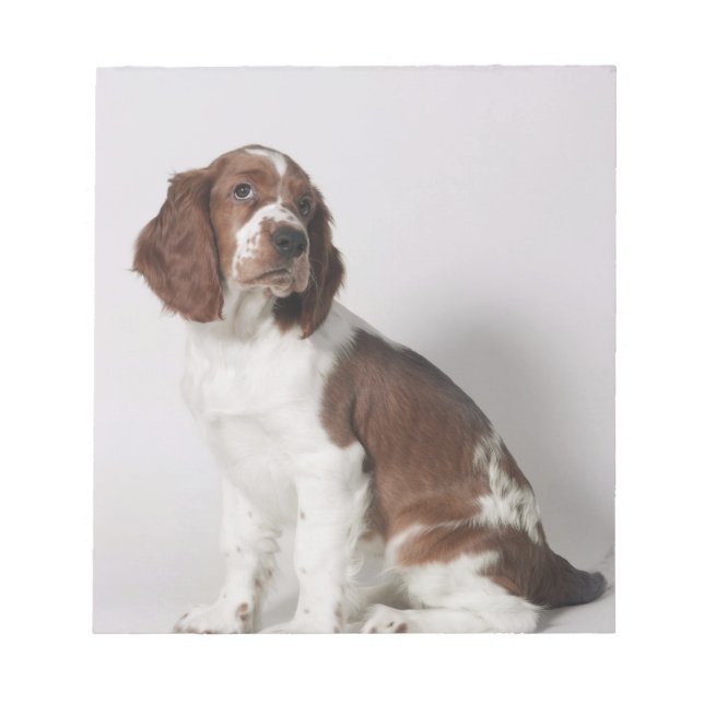 Bloco De Notas Springer spaniel (Frente)