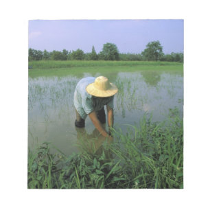 Bloco De Notas Tailândia, Sukhothai. Agricultor de arroz. SR.