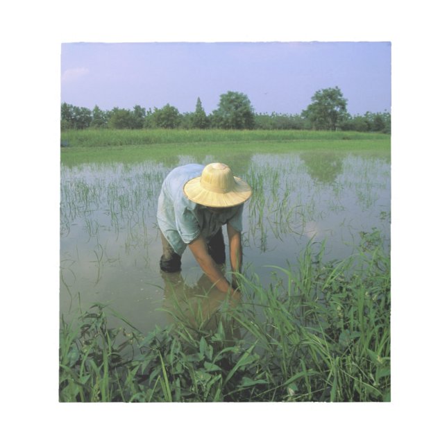 Bloco De Notas Tailândia, Sukhothai. Agricultor de arroz. SR. (Frente)