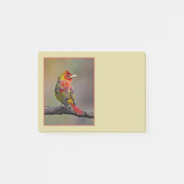 Bloco De Notas Tanager Escarlate em Muda - Fotografia Original (Frente)