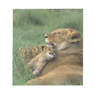 Bloco De Notas Tanzânia, Cratera de Ngorongoro. Mãe de leão afric