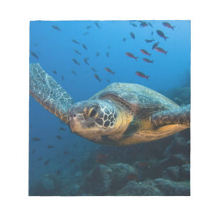Bloco De Notas Tartaruga Preta (Verde) (Chelonia agassizi)