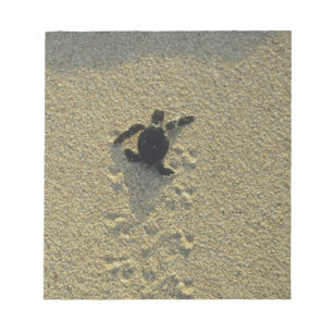 Bloco De Notas Tartaruga Verde (Chelonia mydas), eclosão