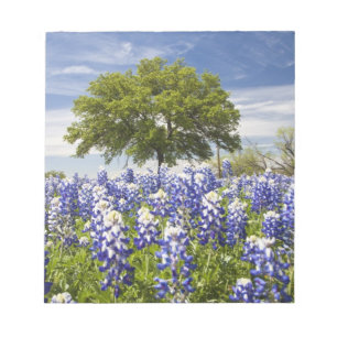 Bloco De Notas Texas bluebonnets(lupinus texensis) e carvalho