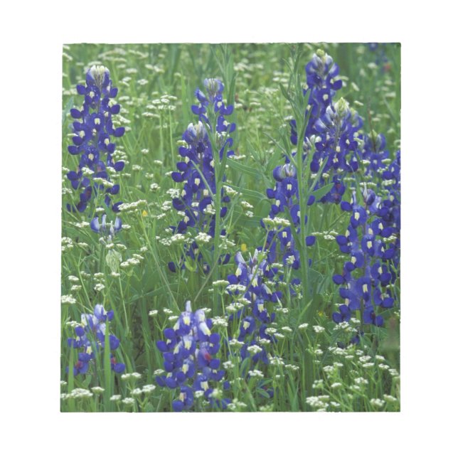 Bloco De Notas Texas, Lago Buchanan. Texas Bluebonnet e Wild (Frente)