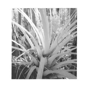 Bloco De Notas Tillandsia epífita é comum na Flórida,