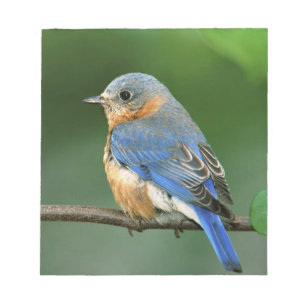 Bloco De Notas Tordo-azul-americano-fêmea, Sialia sialis