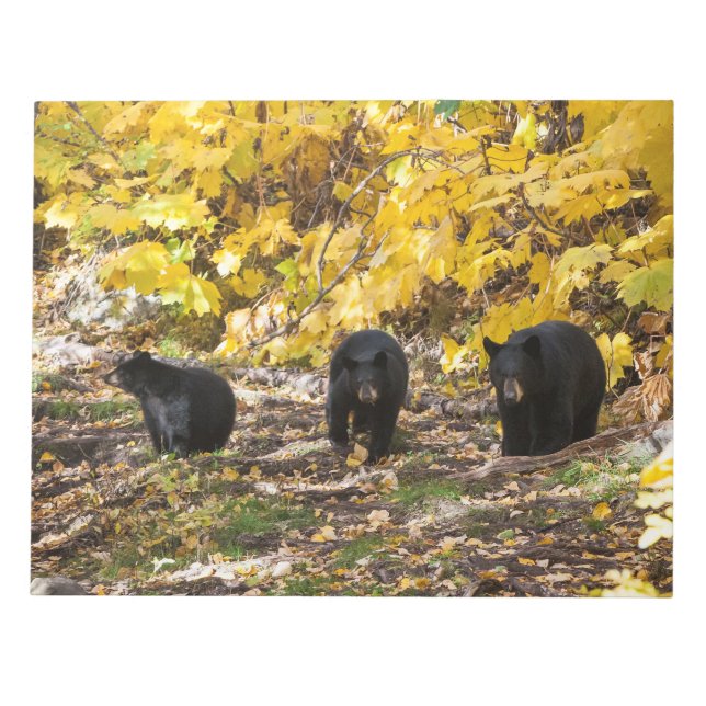 Bloco De Notas Três Ursos (Frente)