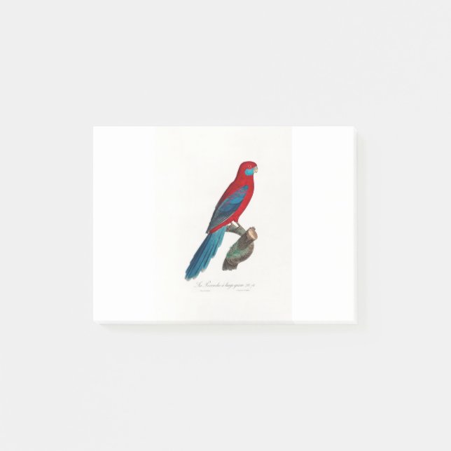 Bloco De Notas tropical macaw parrot (Frente)