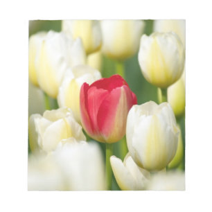 Bloco De Notas Tulipa vermelha em um campo das tulipas brancas