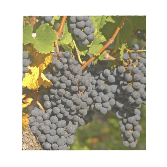 Bloco De Notas Uma videira com cachos de uvas Merlot maduras - Ca (Frente)