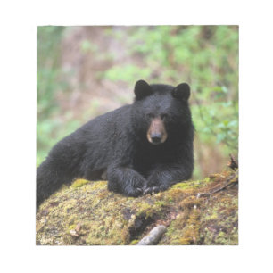 Bloco De Notas Urso negro em um antigo tronco de crescimento no