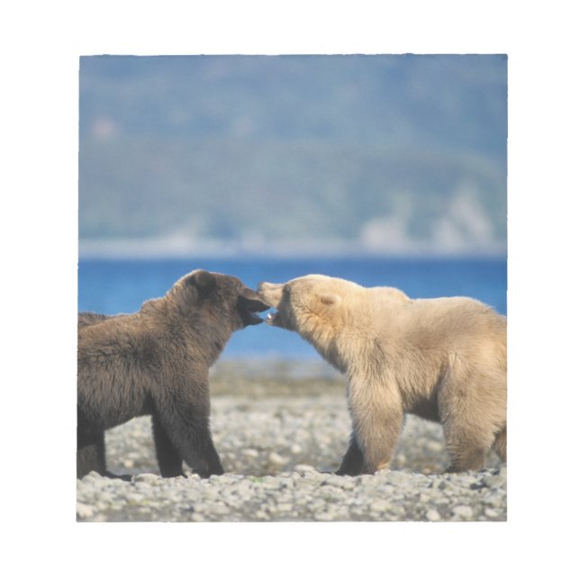 Bloco De Notas Urso pardo, urso cinzento, brincar na praia, (Frente)