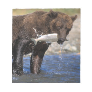 Bloco De Notas Urso pardo, urso cinzento, com captura de salmão,