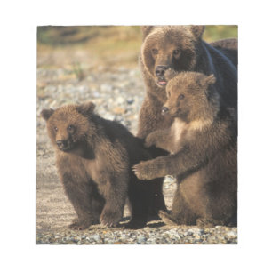Bloco De Notas Urso pardo, urso cinzento, fêmea com filhotes na c