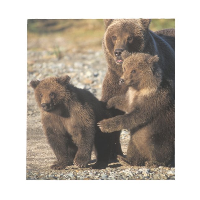 Bloco De Notas Urso pardo, urso cinzento, fêmea com filhotes na c (Frente)