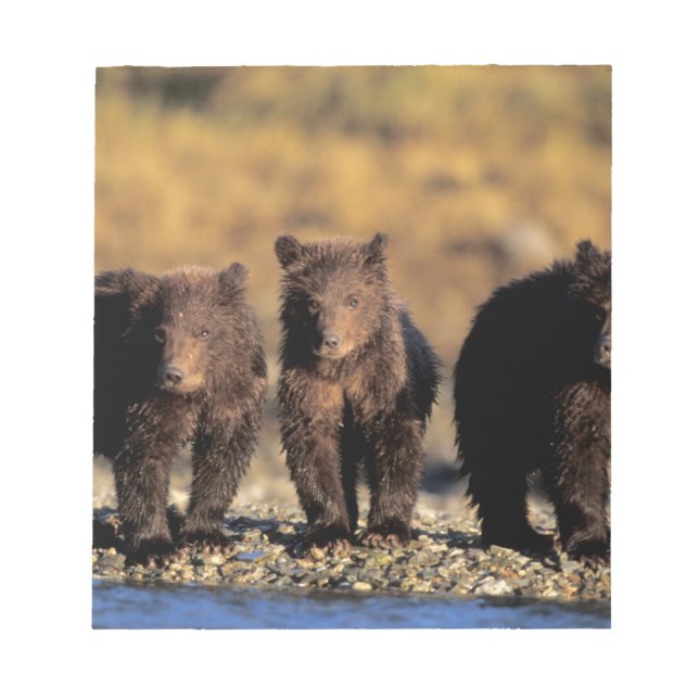 Bloco De Notas Urso pardo, urso marrom, filhotes, Katmai National (Frente)