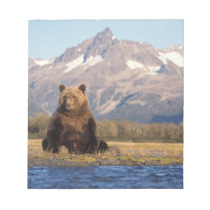 Bloco De Notas urso pardo, Ursus arctos, urso cinzento, Ursus