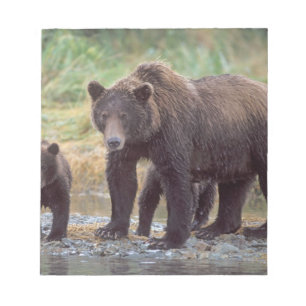 Bloco De Notas urso pardo, Ursus arctos, urso cinzento, Ursus 3