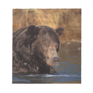 Bloco De Notas urso pardo, Ursus arctos, urso cinzento, Ursus 5