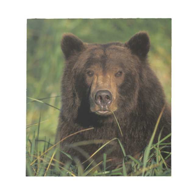 Bloco De Notas urso pardo, Ursus arctos, urso cinzento, Ursus 9 (Frente)