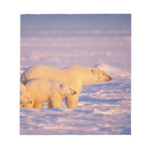 Bloco De Notas Urso polar fêmea com filhotes na primavera congela