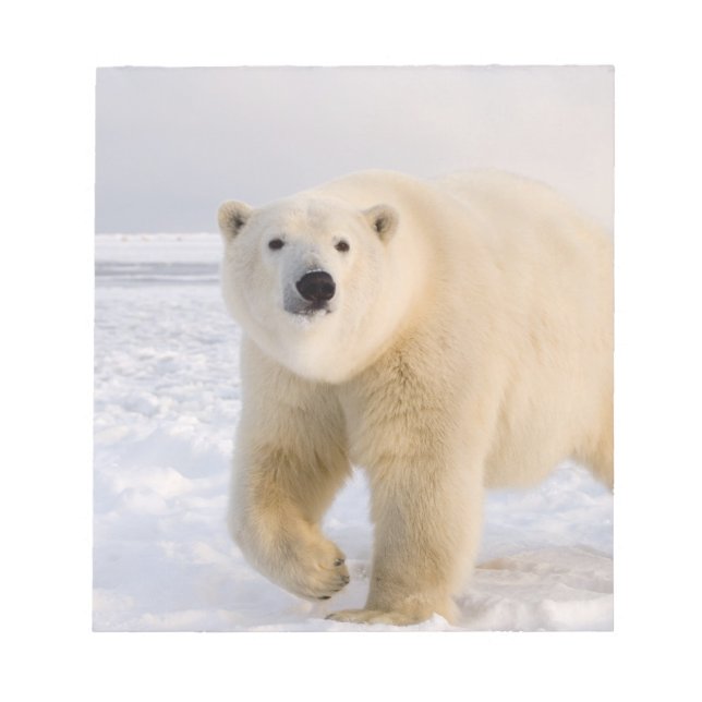 Bloco De Notas urso polar, Ursus maritimus, no gelo e neve, 2 (Frente)