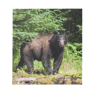 Bloco De Notas Urso preto alfa