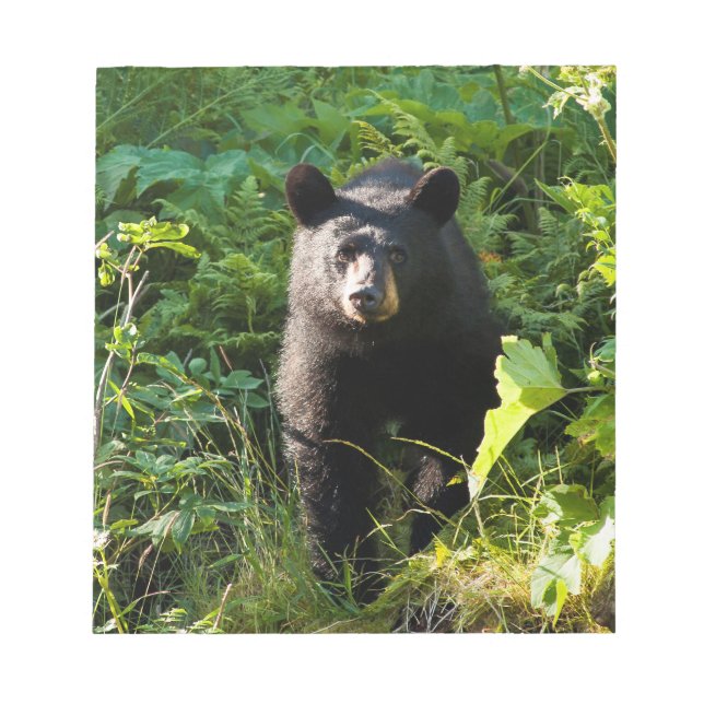 Bloco De Notas Urso Preto Curioso (Frente)