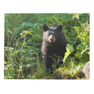 Bloco De Notas Urso preto curioso