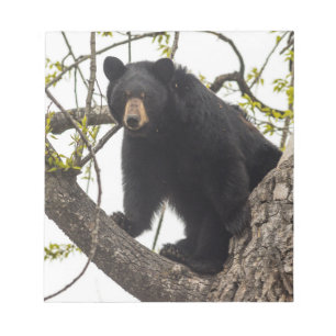 Bloco De Notas Urso preto de escalada