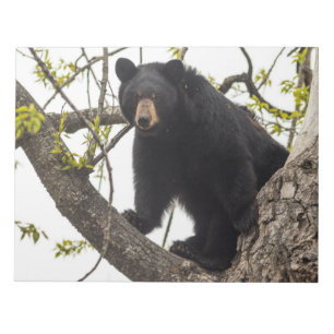 Bloco De Notas Urso preto de escalada