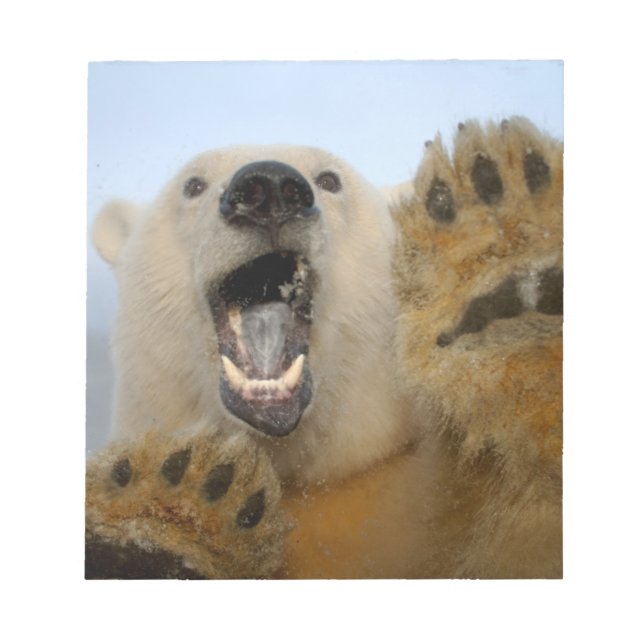 Bloco De Notas Ursus maritimus, urso polar, curiosamente (Frente)